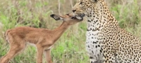 neobicno-prijatelstvo-leopard-i-antilopa-se-galat-i-si-igraat-zaedno-video-01-povekje