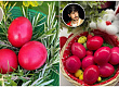 prvite-veligdenski-jajca-na-makedonskite-poznati-lichnosti-3-crveni-za-zdravje-i-srekja-foto-01.jpg