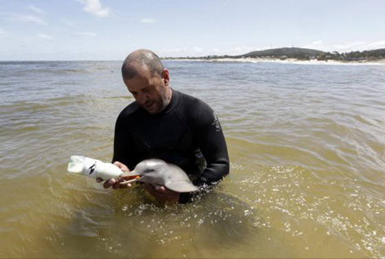 spaseno-bebe-delfin-3