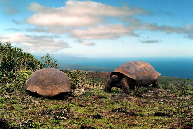 ostrovite-galapagos-ziv-muzej-i-dokaz-za-evolucijata-na-svetot-10