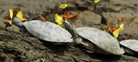 peperutkite-gi-pijat-solzite-na-zelkite-povekje