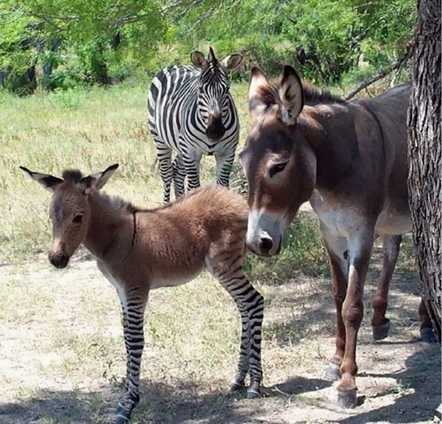 zapoznajte-go-ipa-polu-magare-polu-zebra-6