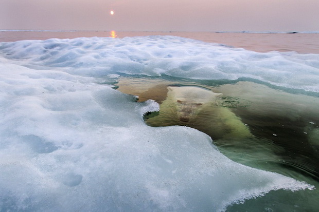 koi-se-pobednickite-fotografii-na-national-geographic-za-2013-godina-01