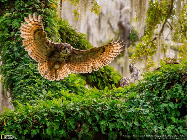 20-te-najdobri-fotografii-na-national-geographic-za-2016-ta-14.jpg