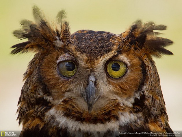 20-te-najdobri-fotografii-na-national-geographic-za-2016-ta-16.jpg