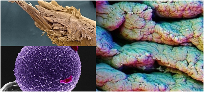 ubavinata-na-chovechkoto-telo-kako-izgledaat-nekoi-organi-i-kletki-pod-mikroskop-poveke.jpg