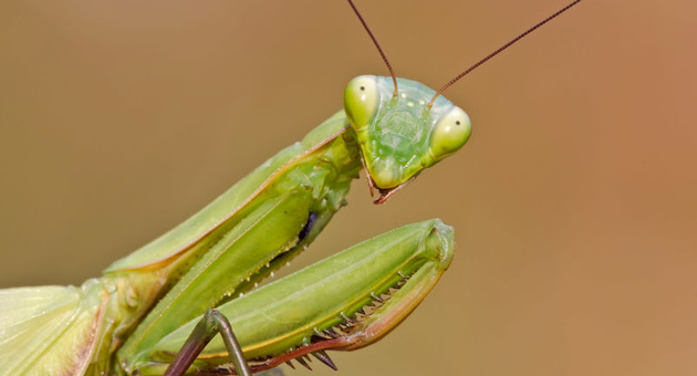 Zosto nekoi luge panicno se plasat od insekti 03