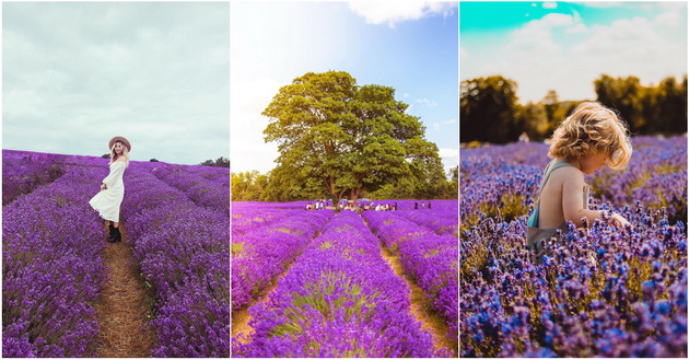 pole-so-lavanda-e-novoto-omileno-mesto-na-instagramdziite-001.jpg