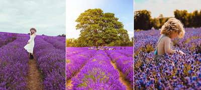 pole-so-lavanda-e-novoto-omileno-mesto-na-instagramdziite-povekje.jpg