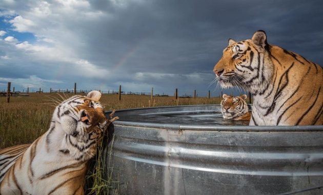 10-najmokjni-fotografii-za-2019-godina-spored-„National-Geographic“ 10 630x380.jpg