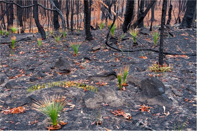 prirodata-vo-avstralija-se-vrakja-vo-zhivot-posle-pozharite-foto-05.jpg