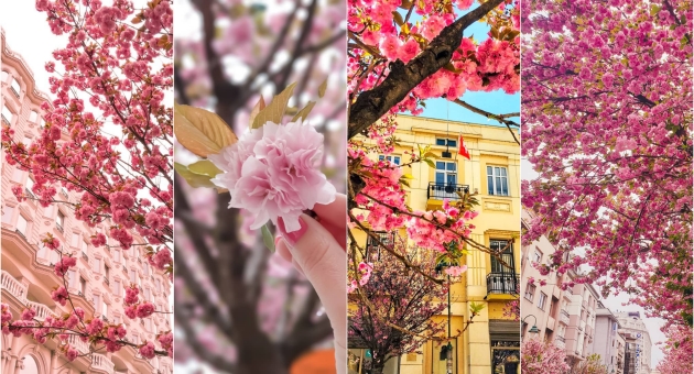 japonskite-creshi-na-maksim-gorki-april-2019-vs-april-2020-02.jpg