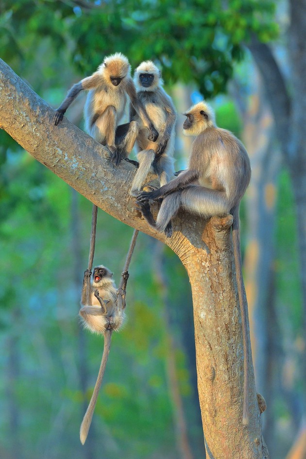 proglaseni-pobednicite-na-comedy-wildlife-photography-awards-najsmeshnite-fotografii-od-zhivotni-za-2020-12.jpg