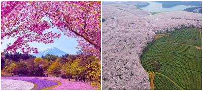 japonskite-creshi-potsetnik-deka-zhivotot-e-prekrasen-no-kratok-i-minliv-povekje.jpg