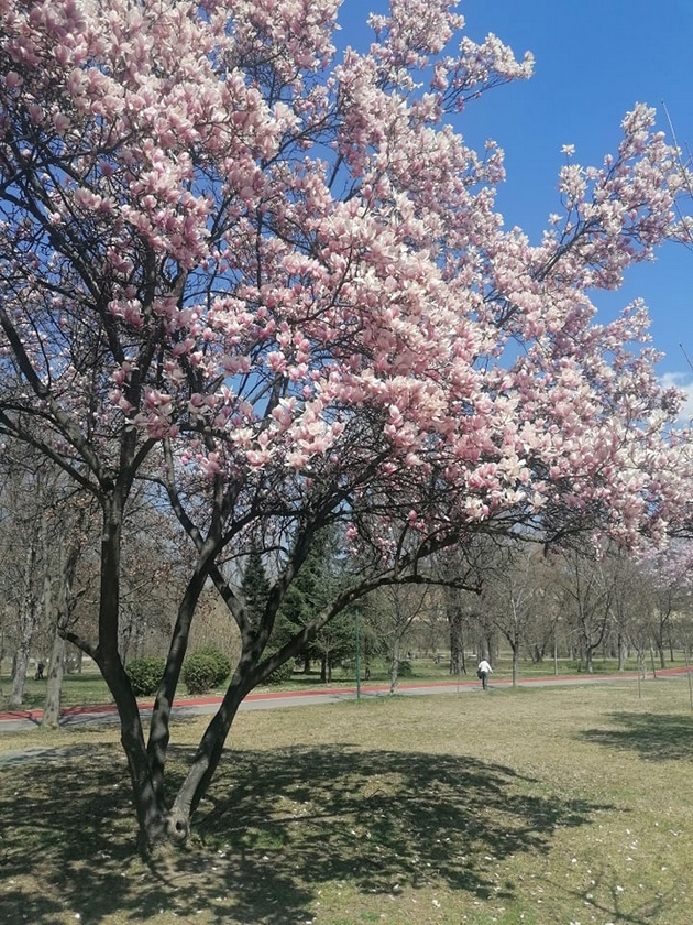 najrascvetanoto-drvo-vo-gradskiot-park-vo-skopje-so-koe-site-se-slikaat-foto-07.jpg