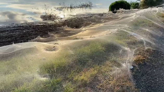 nadrealna-gletka-polinja-vo-jugoistochniot-del-na-avstralija-so-prekrivka-od-pajazhini-po-obilnite-dozhdovi-foto-video-02.jpg