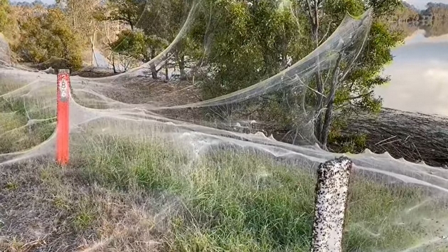 nadrealna-gletka-polinja-vo-jugoistochniot-del-na-avstralija-so-prekrivka-od-pajazhini-po-obilnite-dozhdovi-foto-video-05.jpg