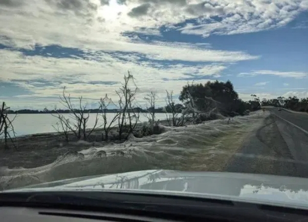 nadrealna-gletka-polinja-vo-jugoistochniot-del-na-avstralija-so-prekrivka-od-pajazhini-po-obilnite-dozhdovi-foto-video-08.jpg