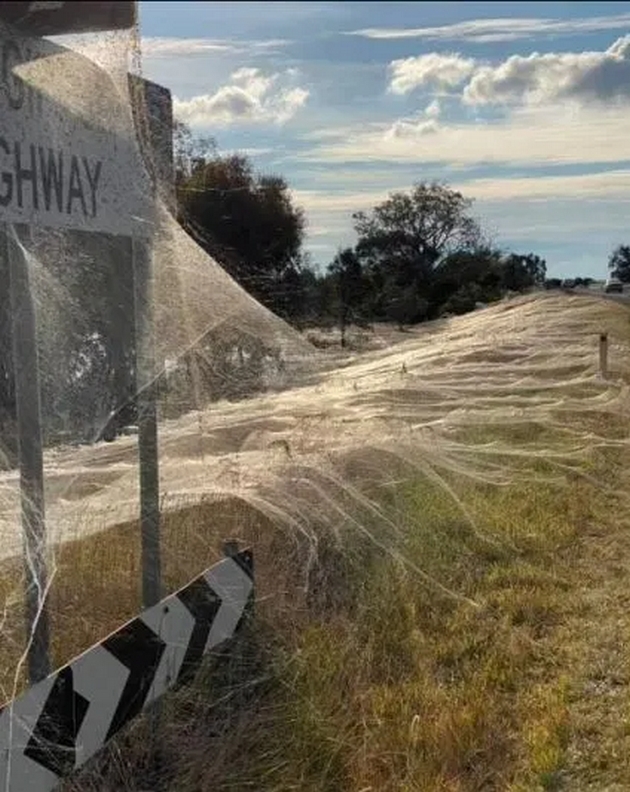 nadrealna-gletka-polinja-vo-jugoistochniot-del-na-avstralija-so-prekrivka-od-pajazhini-po-obilnite-dozhdovi-foto-video-09.jpg