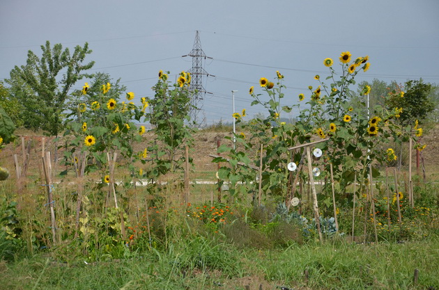 se-otvora-bostanie-prvata-urbana-gradina-vo-skopje-02.JPG