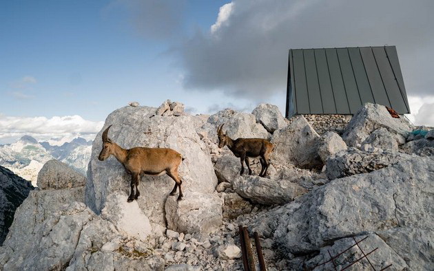 koliba-na-alpite-vo-italija-so-volsheben-pogled-nudi-besplaten-prestoj-no-samo-ako-uspeete-da-stignete-do-tamu-foto-10.jpg