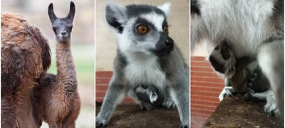 pozitiva-na-denot-po-trite-lavchinja-vo-skopje-zoo-se-rodija-lemur-i-lama-foto-povekje.jpg