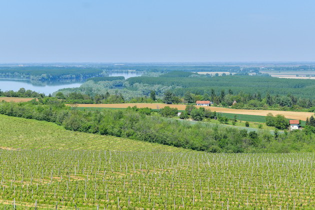 iskusete-gi-vinariite-od-frushka-gora-carstvoto-na-vinovata-loza-i-vinata-so-turistichkata-organzacija-na-novi-sad-04.jpg