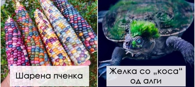 fotografii-koi-pokazhuvaat-kolku-e-volshebna-i-mornichava-prirodata-povekje.jpg