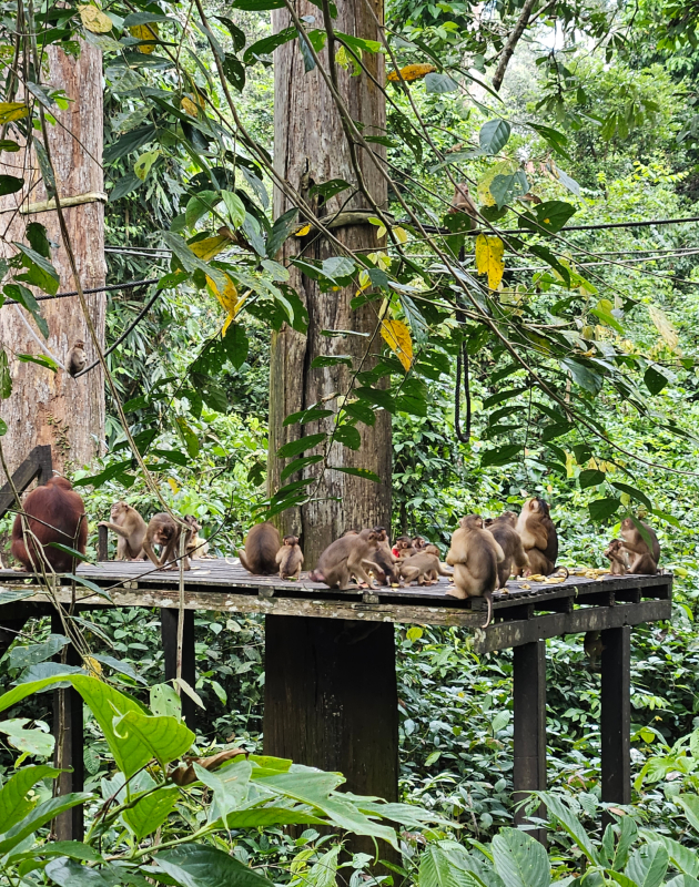 valentina nikolovska za patuvanjet vo malezija i borneo kuala lumpur me ostavi bez zdiv prestojuvavme kaj domorodno pleme i bevme vo centar za orangutani i najmali mecki vo svetot 25