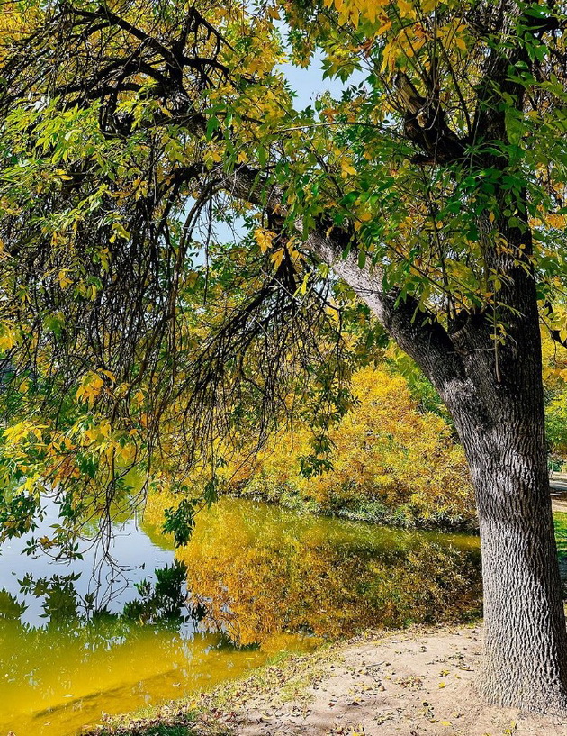 foto-dokazi-deka-gradskiot-park-vo-skopje-periodov-e-vistinska-esenska-bajka-10.jpg