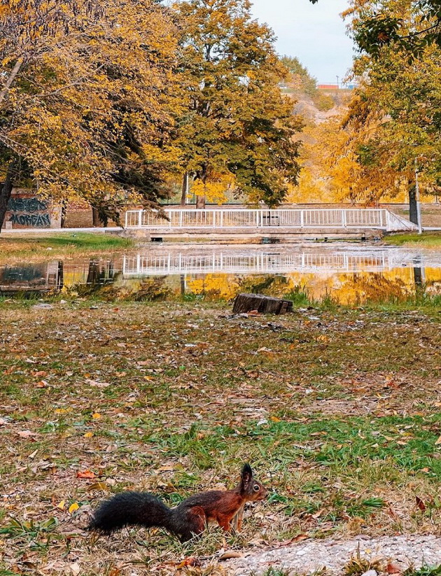 foto-dokazi-deka-gradskiot-park-vo-skopje-periodov-e-vistinska-esenska-bajka-13.jpg