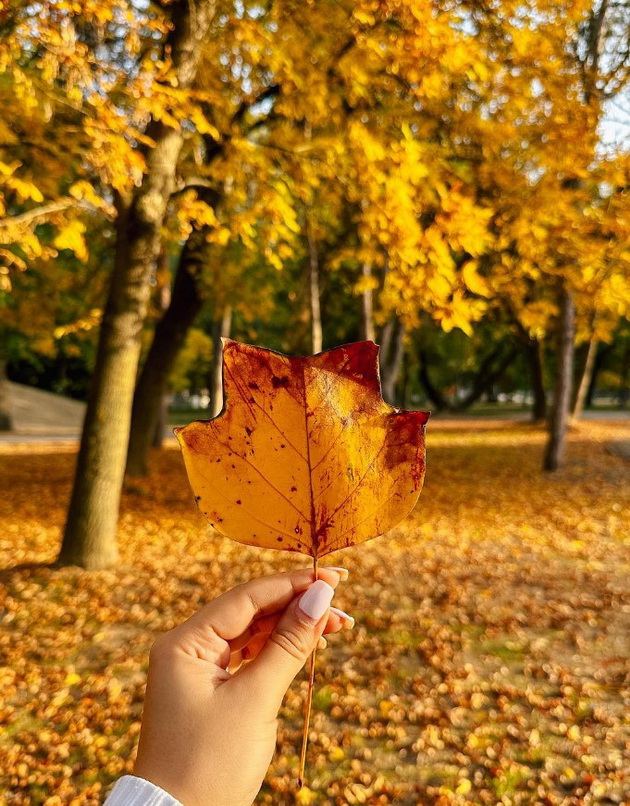 foto-dokazi-deka-gradskiot-park-vo-skopje-periodov-e-vistinska-esenska-bajka-14.jpg