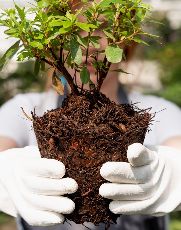 vodich-za-ljubitelite-na-bonsai-shest-soveti-koi-kje-vi-bidat-od-korist-10.jpg