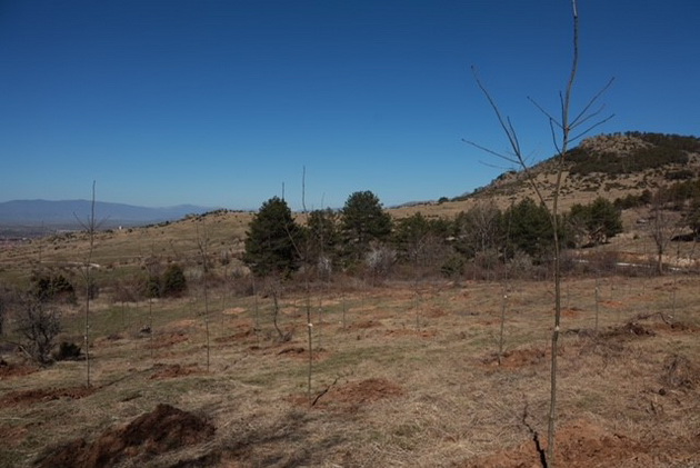 100-zasadeni-drvja-po-povod-100-godishninata-od-prilepska-pivarnica-03.jpg