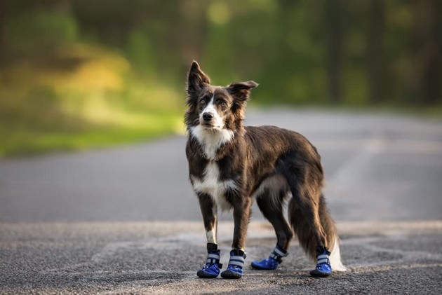 koi-rasi-na-kuchinja-najchesto-dobivaat-toploten-udar-spored-veterinar-8.jpg