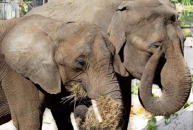 zoo-skopje-za-evtanizacijata-na-slonicata-dunja-beshe-donesena-od-cirkus-beshe-iznemoshtena-i-skoro-i-da-ne-gledashe-04.jpg