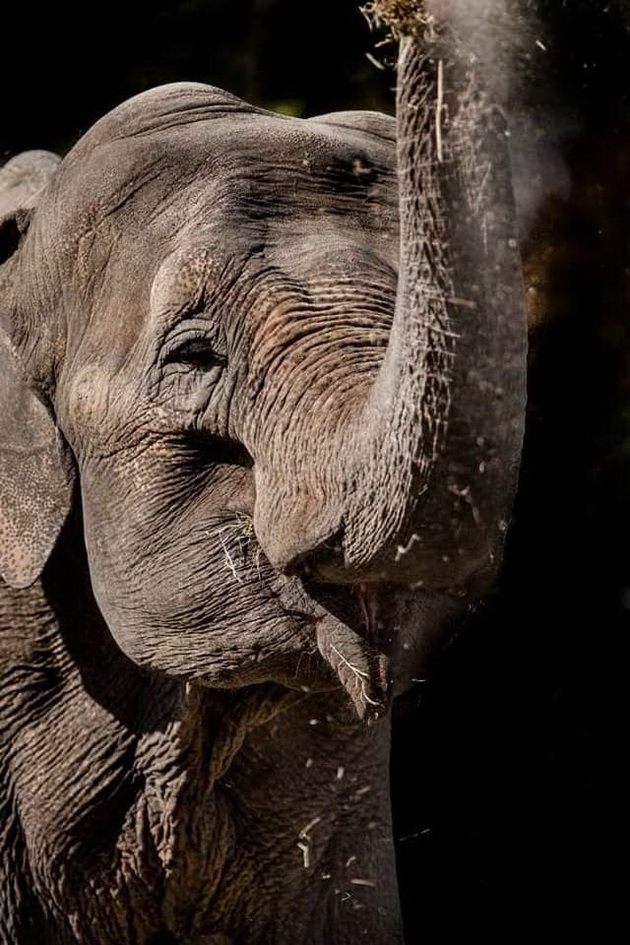 zoo-skopje-za-evtanizacijata-na-slonicata-dunja-beshe-donesena-od-cirkus-beshe-iznemoshtena-i-skoro-i-da-ne-gledashe-05.jpg