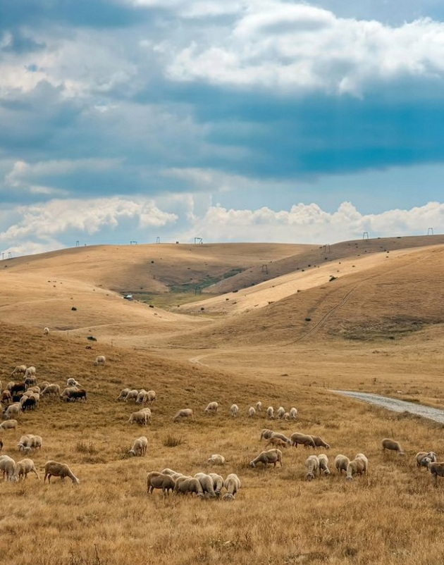 esenska-idilia-na-mavrovo-i-bistra-so-ovci-i-zlatesti-poljani-foto-11.jpg