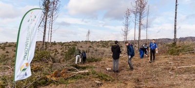 borenka-se-vrakja-100-volonteri-zapochnuvaat-so-poshumuvanje-na-opozharena-povrshina-povekje.jpg