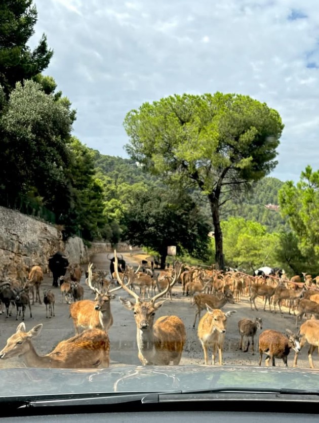 makedonka-beshe-zaprosena-od-dechkoto-italijanec-znaesh-deka-e-vistinskiot-koga-kje-te-zaprosi-so-prstenot-od-baba-mu-04.jpg