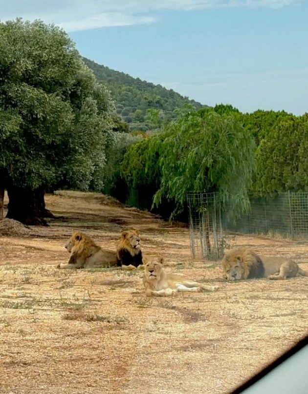 makedonka-beshe-zaprosena-od-dechkoto-italijanec-znaesh-deka-e-vistinskiot-koga-kje-te-zaprosi-so-prstenot-od-baba-mu-06.jpg