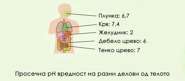 dali-alkalnata-ishrana-ja-namaluva-kiselosta-na-teloto-i-sprechuva-bolesti-ili-e-samo-mit-04.JPG