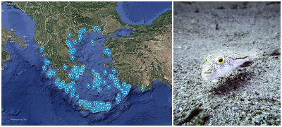 mapa-pokazhuva-kade-se-pojavuvala-otrovnata-riba-zajak-vo-grcija-i-kade-bi-mozhela-da-se-pojavi-letovo-povekje.jpg