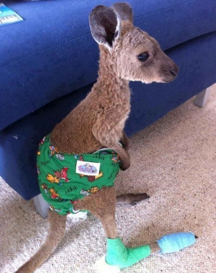 Kangaroo Baby