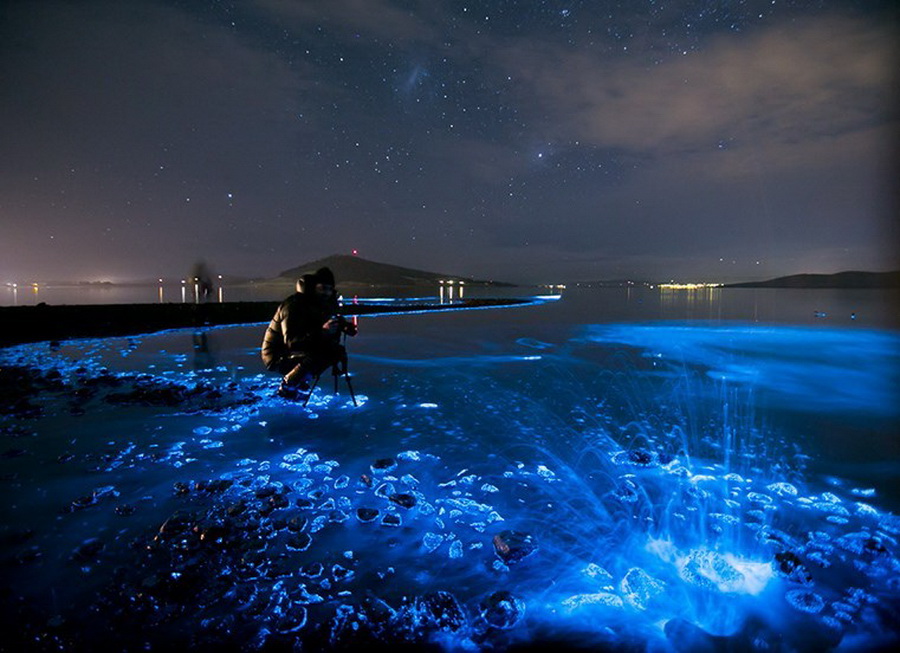 Планктон на мальдивах ночью фото